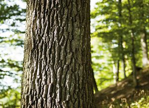 Nahaufnahme eines Baumstammes mit Holzrinde